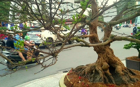 Những "cụ" mai tiền tỷ cập bến Tây Đô ảnh 1