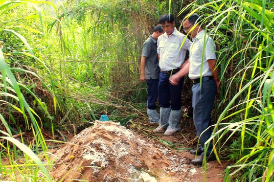 Băn khoăn nên chôn hay đốt heo mắc dịch tả Châu Phi ảnh 1