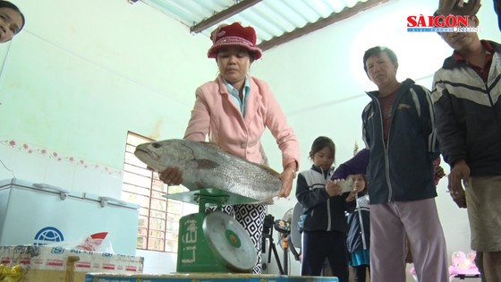 Ngư dân Quảng Nam bắt được cá nghi là cá sủ vàng ảnh 6