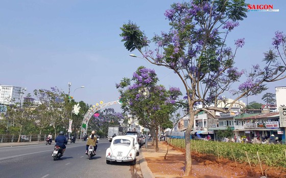 Đà Lạt đẹp mộng mơ trong khung trời hoa phượng tím ảnh 1