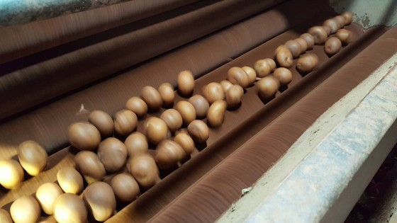 Bắt quả tang trộn đất vào khoai tây Trung Quốc để bán giá cao ảnh 3
