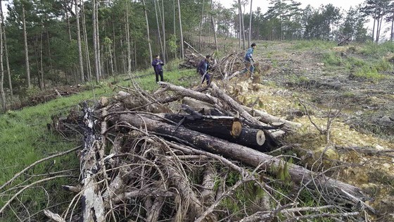 Yêu cầu kiểm tra, xử lý các vụ phá rừng tại Lâm Đồng ảnh 2