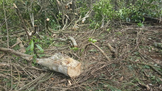 Bắt 11 đối tượng đem cưa máy phá rừng phòng hộ ở Đà Lạt ảnh 1