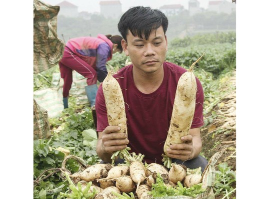 Hà Nội họp bàn “giải cứu” khoảng 3.000 tấn củ cải ế ảnh 2