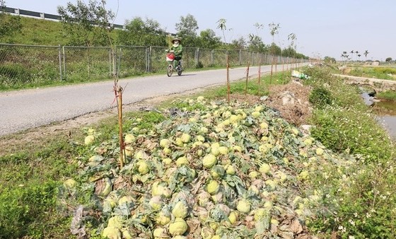 Rau củ thu hoạch đổ bỏ đầy đồng, Bộ NN-PTNT yêu cầu kiểm tra ảnh 2