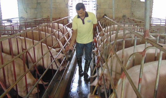 Thụ tinh nhân tạo trong chăn nuôi sẽ được coi là 1 nghề ảnh 1
