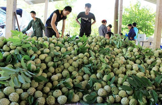 Sắp có ngày hội mãng cầu Chi Lăng năm 2018 ảnh 2