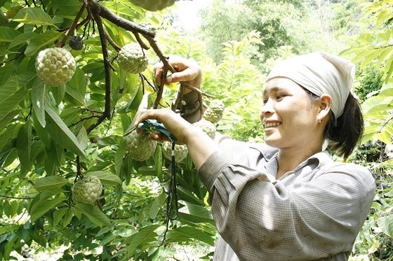 Sắp có ngày hội mãng cầu Chi Lăng năm 2018 ảnh 3