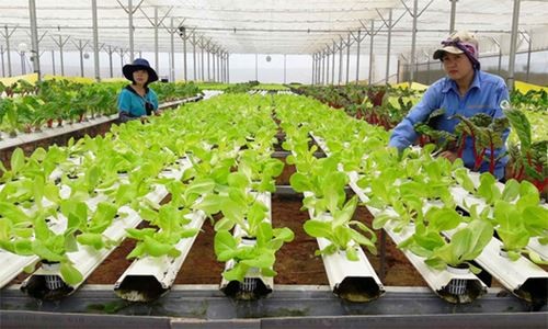 10 nông dân nhận giải “Tôi là nông dân 4.0” ảnh 1