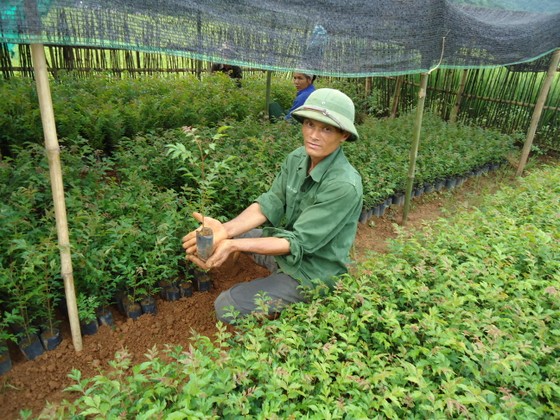 Xuất siêu hơn 4 tỷ USD, cả nước trồng thêm 137.000ha rừng để xuất khẩu ảnh 1