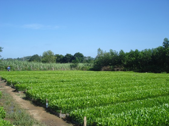Xuất siêu hơn 4 tỷ USD, cả nước trồng thêm 137.000ha rừng để xuất khẩu ảnh 3