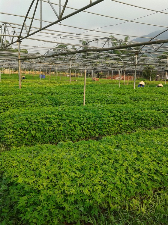 Xuất siêu hơn 4 tỷ USD, cả nước trồng thêm 137.000ha rừng để xuất khẩu ảnh 2