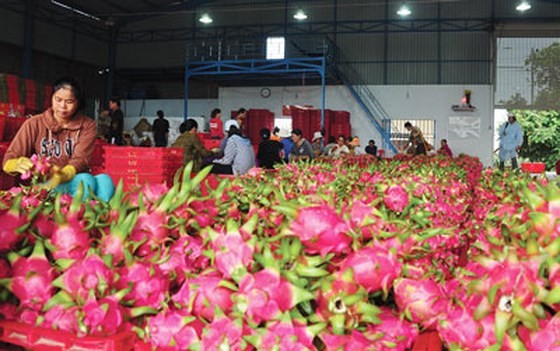 Thanh long miền Nam bán đổ 1.000 đồng/kg, ở Hà Nội vẫn 20.000 đồng/kg ảnh 2
