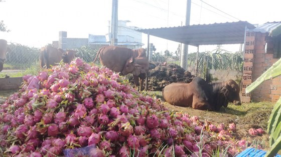 Thanh long miền Nam bán đổ 1.000 đồng/kg, ở Hà Nội vẫn 20.000 đồng/kg ảnh 1