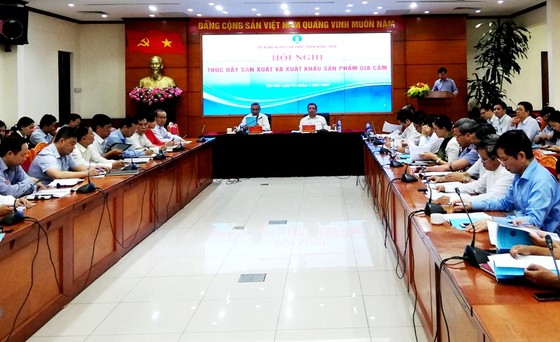 Nuôi gà để bù đắp heo bị dịch tả châu Phi ảnh 1