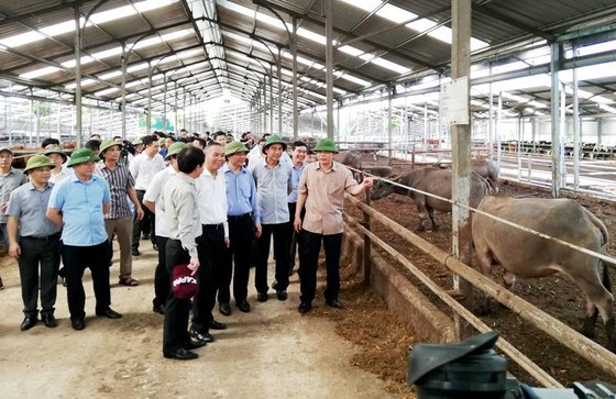 “Thất bại” với dịch tả heo, Bộ NN-PTNT muốn tỉnh Thái Bình học tập tỉnh Hòa Bình ảnh 4