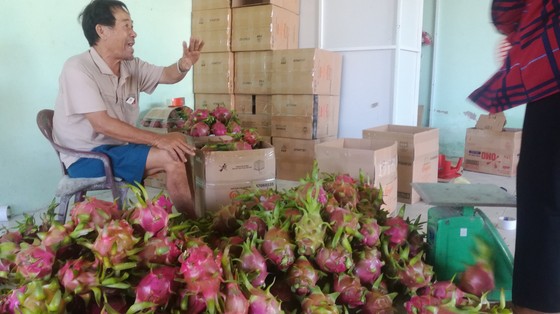 Nông dân Bình Thuận ngậm đắng đem thanh long đổ cho bò ăn ảnh 3