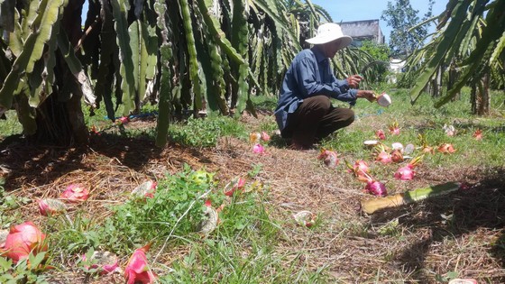 Vừa đổ bỏ vì không bán được, trái thanh long bắt đầu nhích giá ảnh 3
