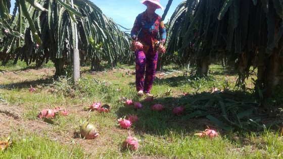 Vừa đổ bỏ vì không bán được, trái thanh long bắt đầu nhích giá ảnh 6