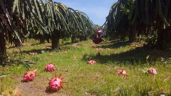 Vừa đổ bỏ vì không bán được, trái thanh long bắt đầu nhích giá ảnh 1