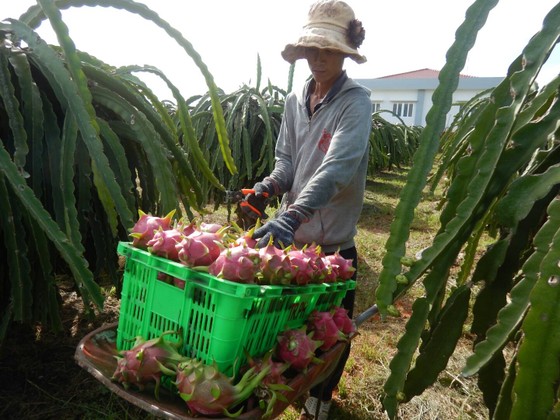 Khan hiếm hàng, giá thanh long tăng cao ảnh 1