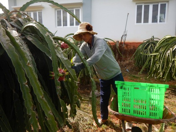 Khan hiếm hàng, giá thanh long tăng cao ảnh 2