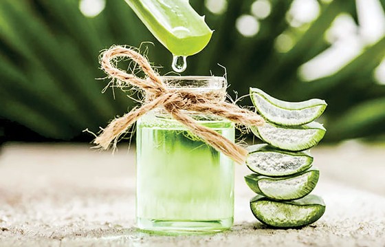 Lô hội, cây thuốc kháng sinh, làm đẹp ảnh 1
