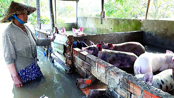 Đồng bằng sông Cửu Long: Cấp bách ứng phó với triều cường và sạt lở ảnh 1