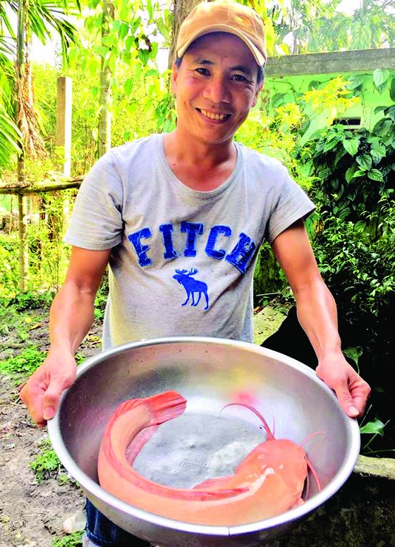 Thả lưới bắt được cá trê vàng nặng 3kg ảnh 1