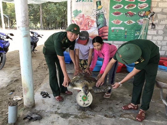 Thả rùa quý hiếm về biển Chân Mây ảnh 1