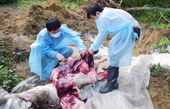 Thừa Thiên - Huế: Tiêu hủy gần 65.000 con heo vẫn xuất hiện ổ dịch tả heo châu Phi mới ảnh 1