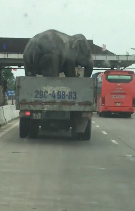Giật mình với ô tô tải chở voi lưu thông trên quốc lộ 1A ảnh 2