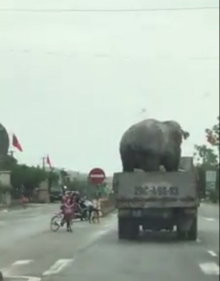 Giật mình với ô tô tải chở voi lưu thông trên quốc lộ 1A ảnh 3