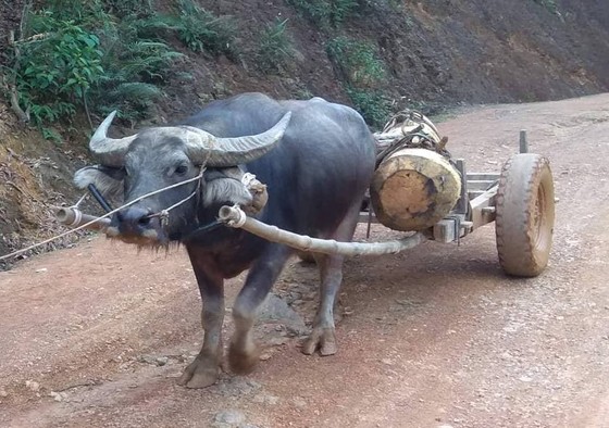 Tạm đình chỉ chức vụ Trưởng ban Ban Quản lý rừng phòng hộ Sông Tiêm ảnh 1