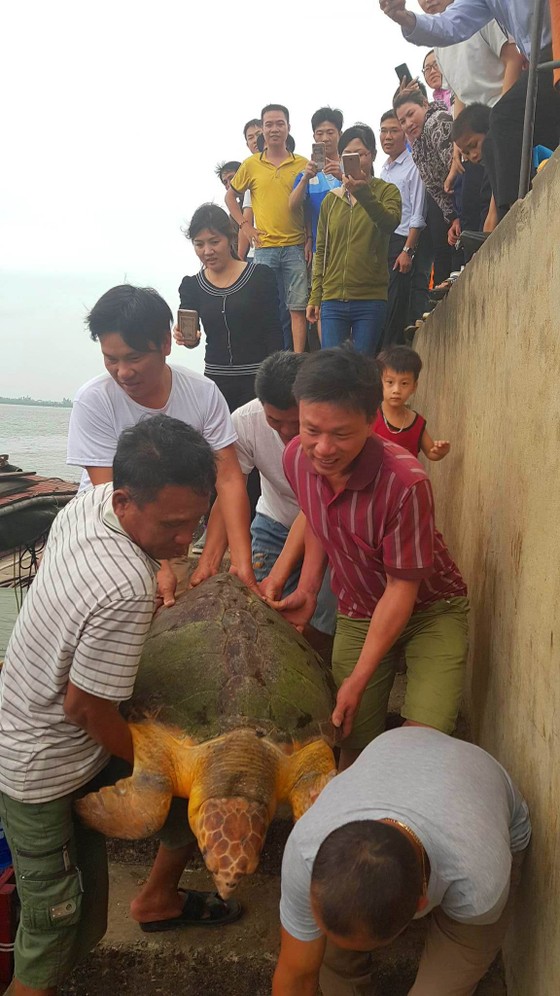 Thả rùa biển quý hiếm về lại môi trường tự nhiên ảnh 2