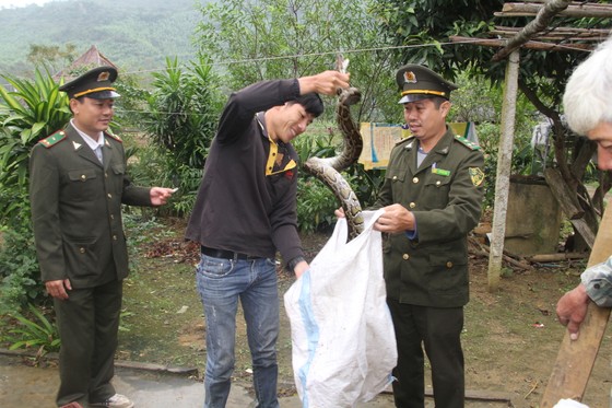 Thả 2 cá thể trăn gấm quý hiếm về môi trường tự nhiên ảnh 1