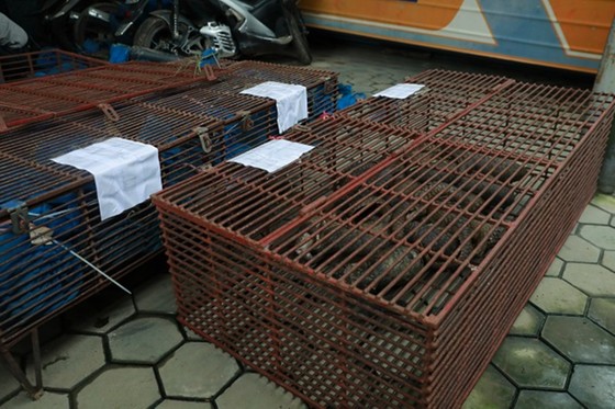 Triệt phá vụ nuôi nhốt, buôn bán trái phép 215 cá thể tê tê ở Hà Tĩnh ảnh 1