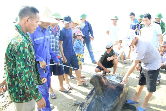 Phát hiện con cá voi nặng gần 1 tấn trôi dạt vào bờ biển ảnh 7