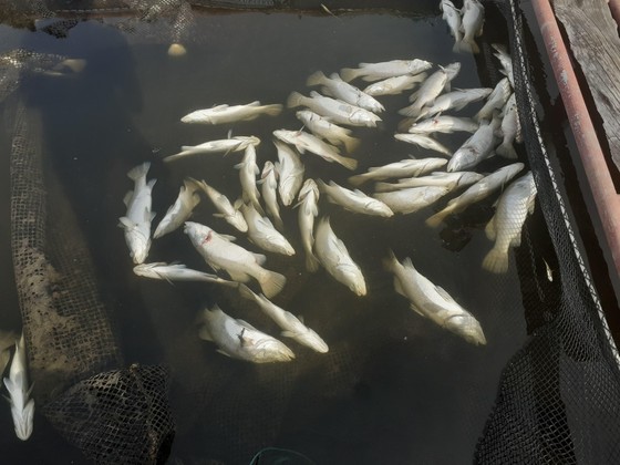 Hàng tấn cá nuôi trong lồng bè trên sông bị chết hàng loạt chưa rõ nguyên nhân ảnh 3