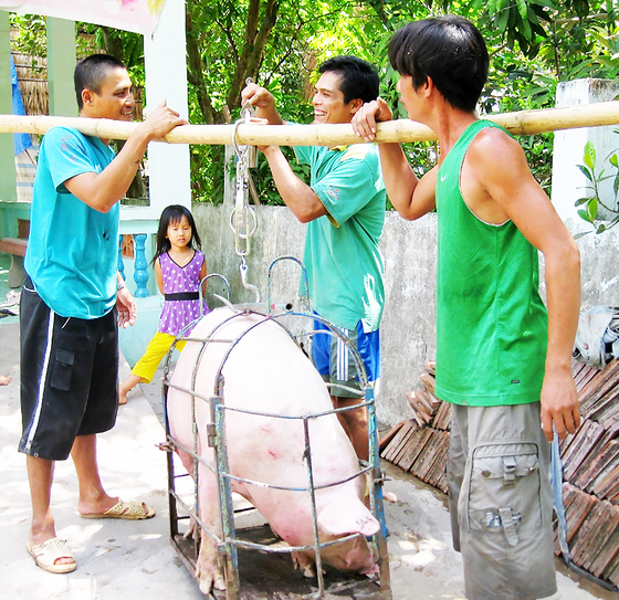 Heo hơi ở ĐBSCL tăng giá: Vừa mừng, vừa lo ảnh 1