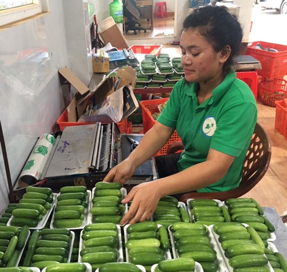 Những trang trại rau sạch ảnh 4