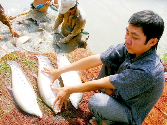 Chọn nông sản chủ lực xây dựng thương hiệu ảnh 1