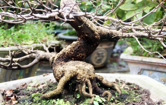 “Đạo” ở làng mai ảnh 1