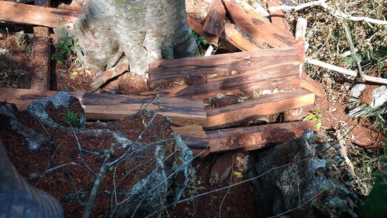 Ngang nhiên phá rừng Phong Nha - Kẻ Bàng ảnh 1