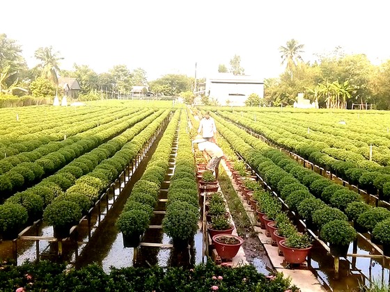 Đồng bằng sông Cửu Long: Hoa tết đã sẵn sàng ảnh 1