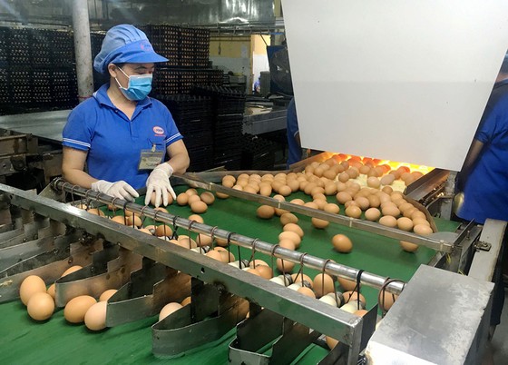 Phong phú sản phẩm bình ổn ảnh 2