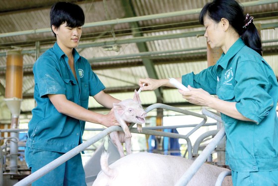 Chủ động phòng chống dịch tả heo châu Phi ảnh 1