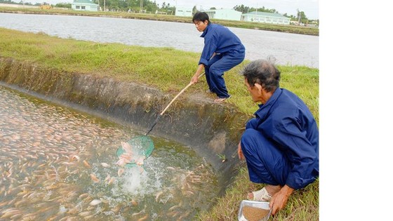 Còn nhiều dư địa cho hàng Việt ảnh 1