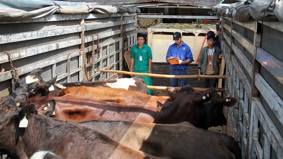 Nhập khẩu 200 con bò hữu cơ về Việt Nam ảnh 2