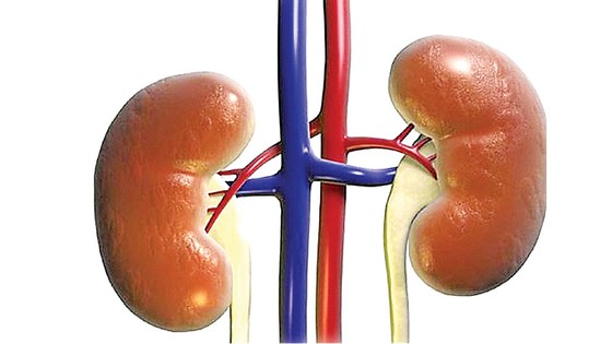 Tại sao đi tiểu 2 lần/đêm thì nguy cơ suy thận cao? ảnh 1